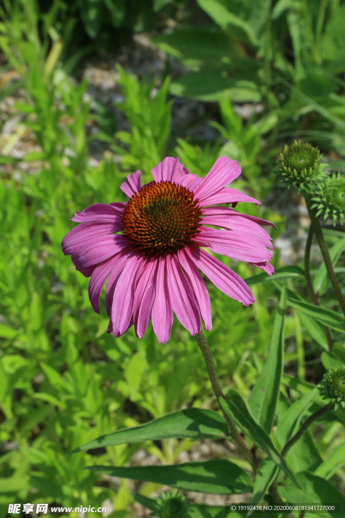 松果菊