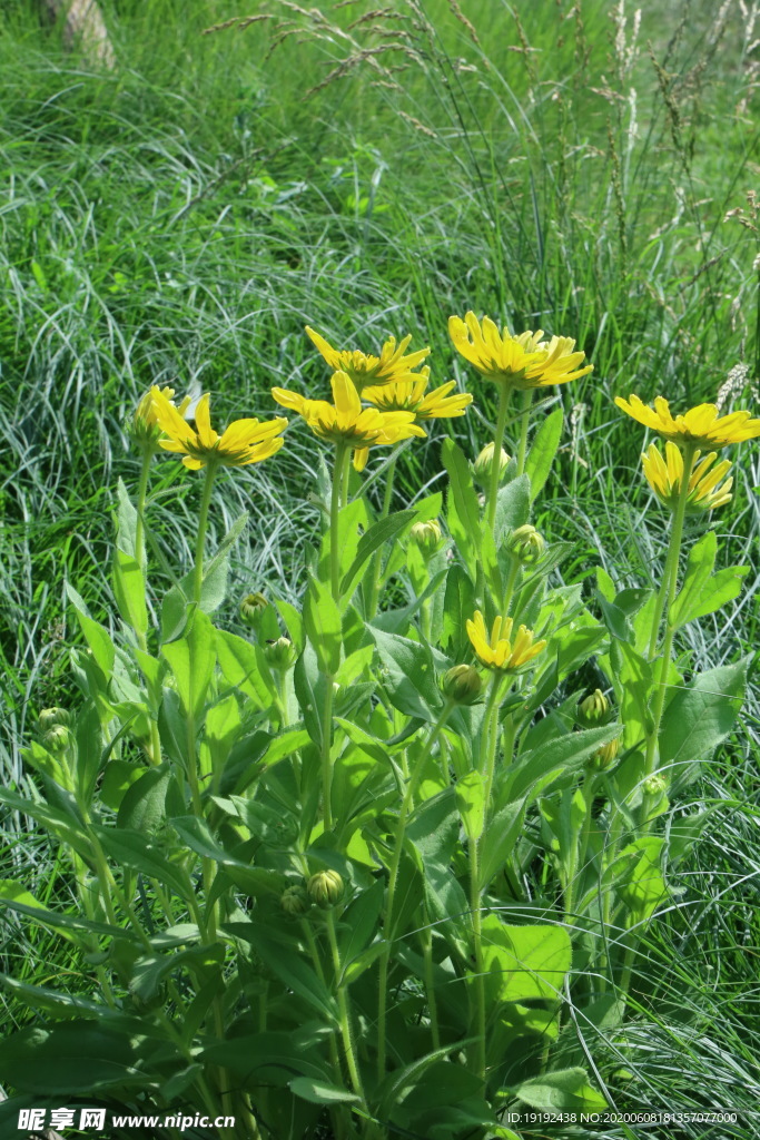 金光菊