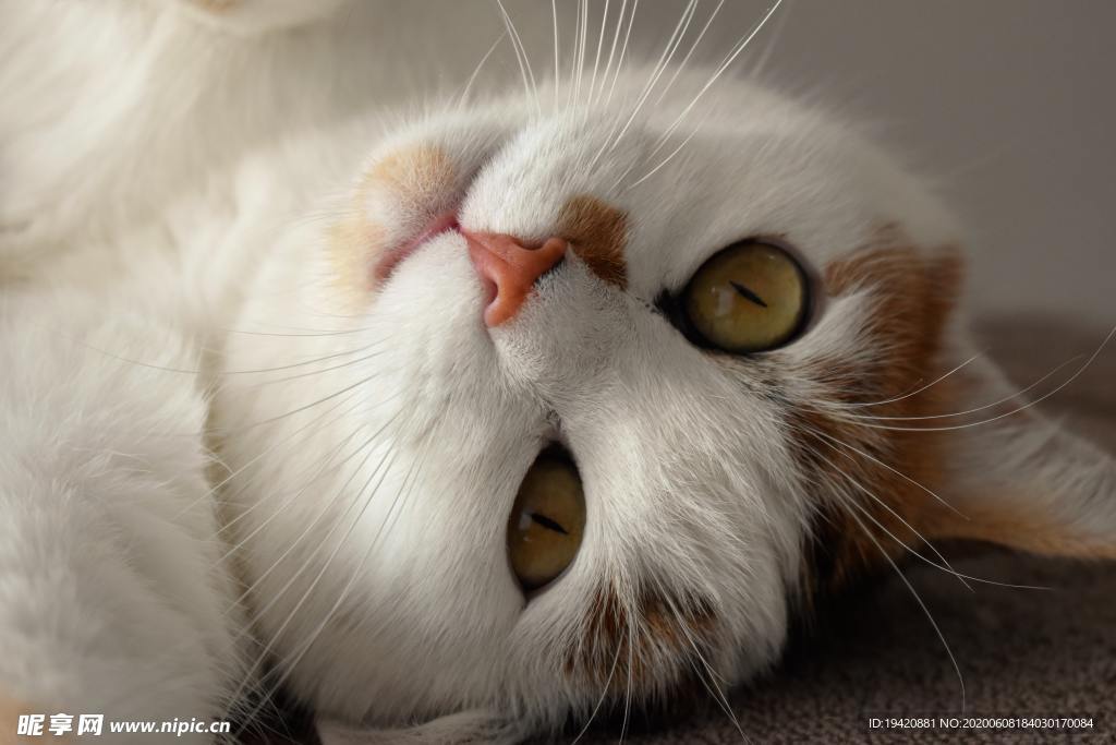 猫咪