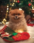 狗狗