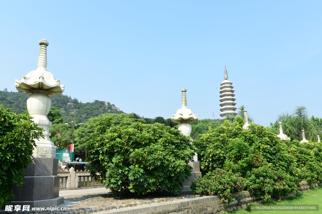 荷塘风景