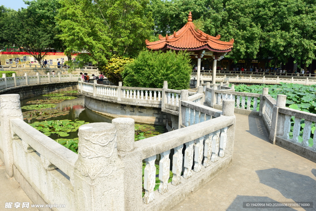 荷塘风景