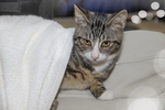 家猫