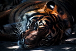 老虎猛虎虎子图片