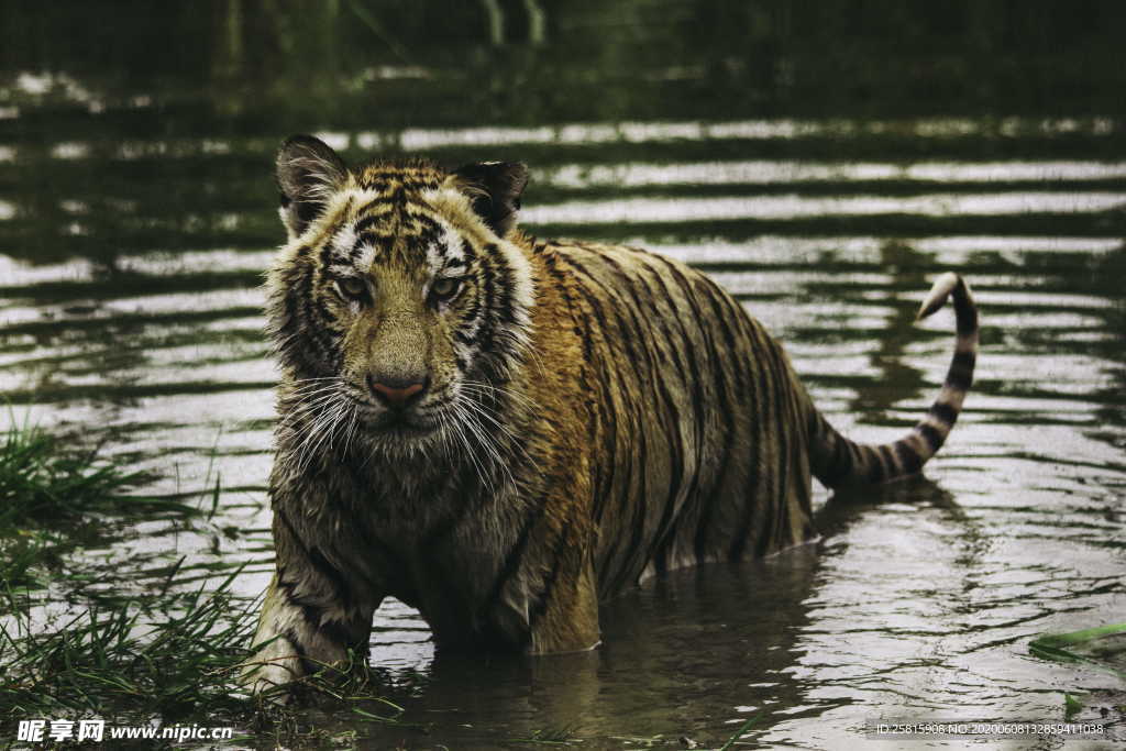 老虎猛虎虎子图片