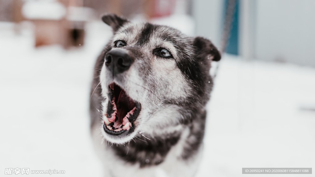 雪橇犬