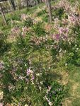 花朵拍摄