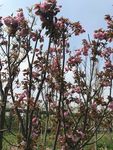 花朵拍摄