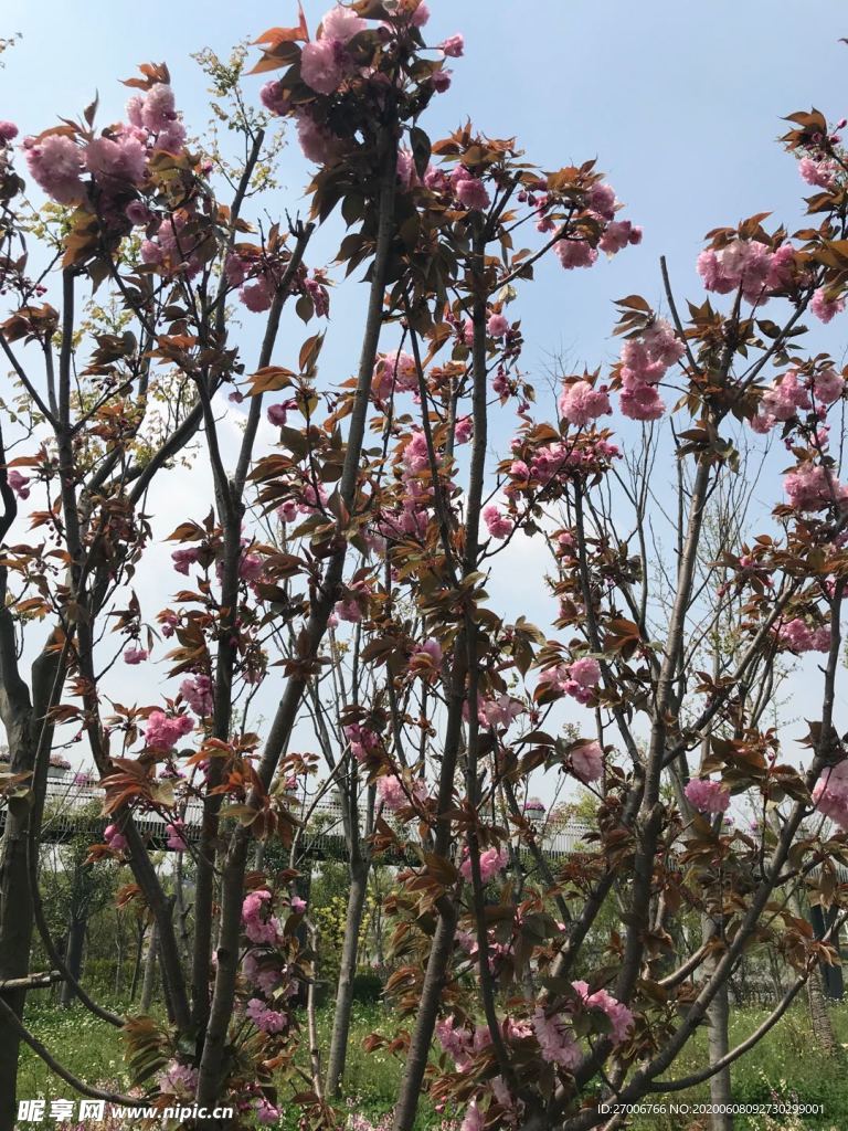 花朵拍摄