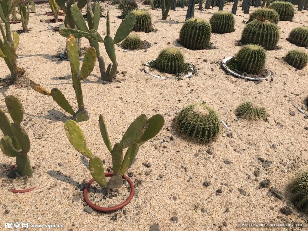 植物拍摄