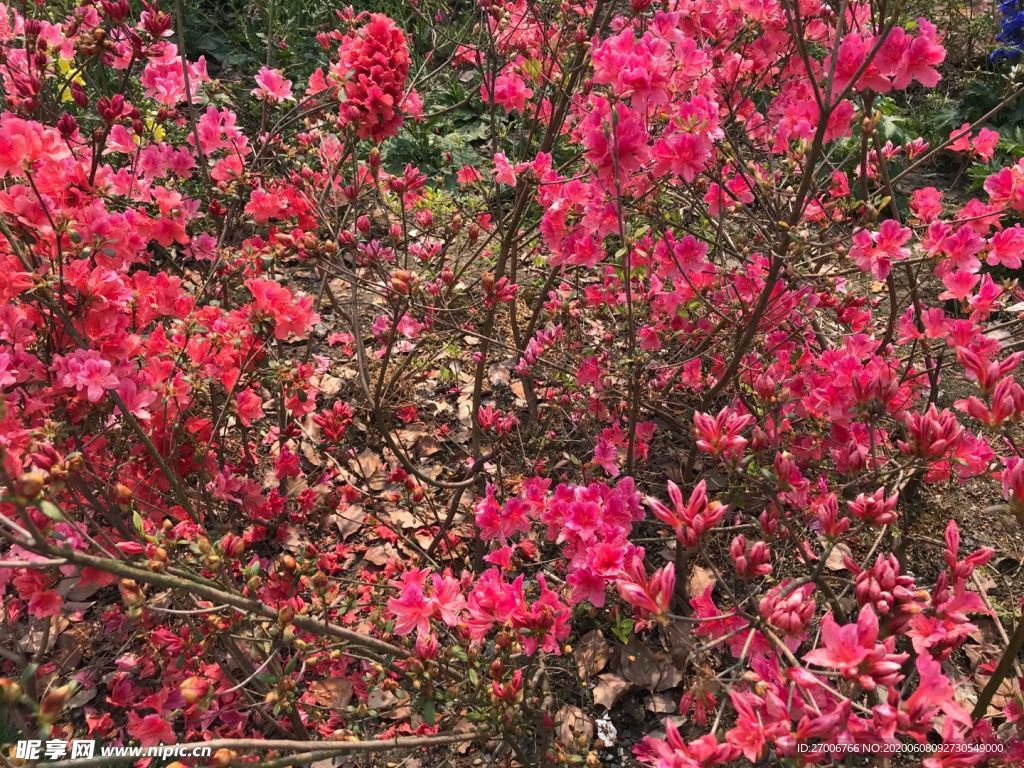 花朵拍摄