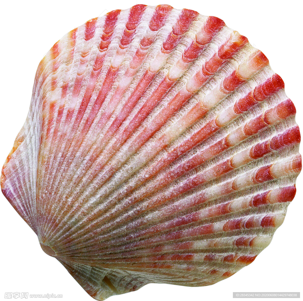 贝壳