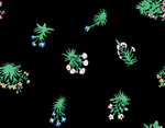 黑底花