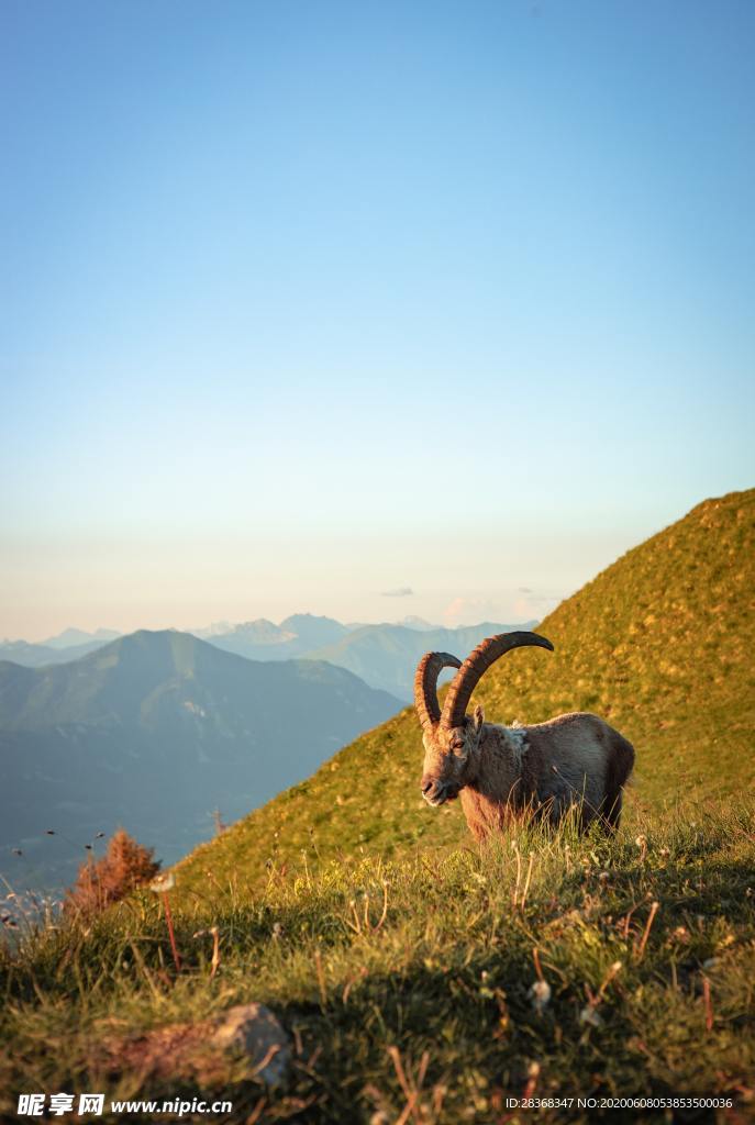 山羊