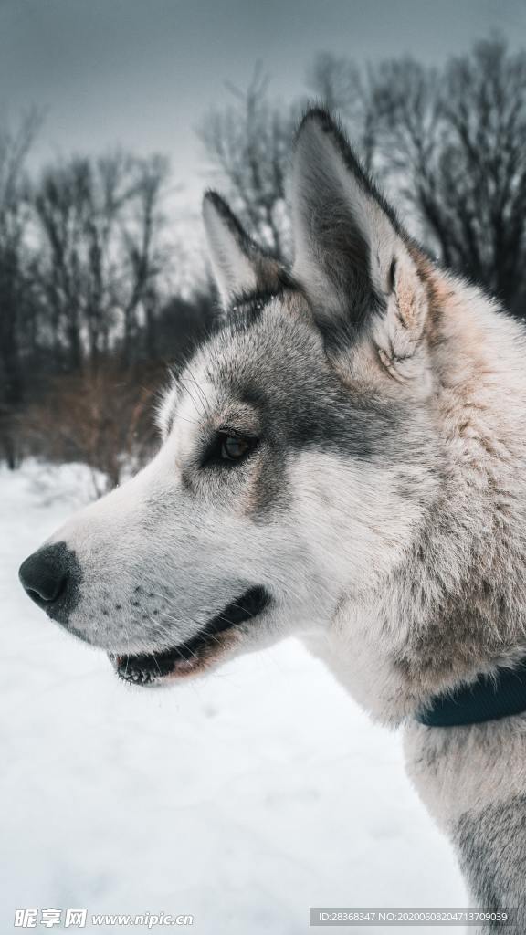 狼