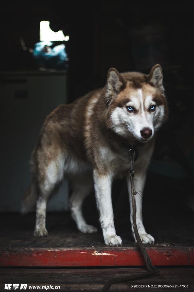 狼
