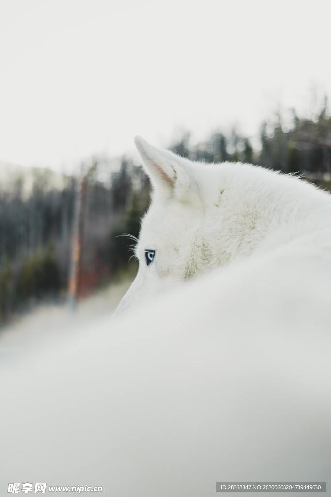 狼