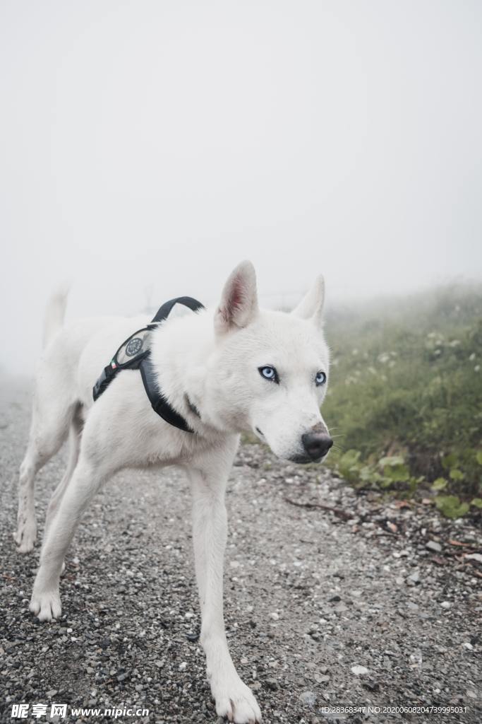 狼