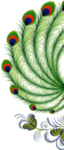 孔雀