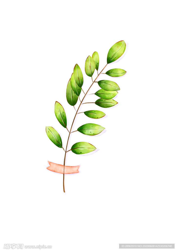 水彩植物