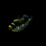 海洋生物