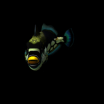 海洋生物