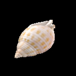 海洋生物