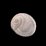 海洋生物