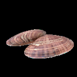 海洋生物