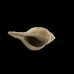 海洋生物