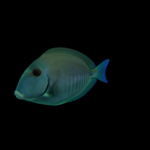 海洋生物