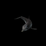 海洋生物