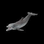 海洋生物