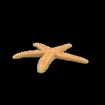 海洋生物