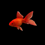 海洋生物