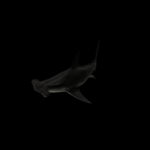 海洋生物