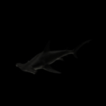 海洋生物