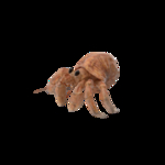 海洋生物