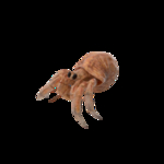 海洋生物