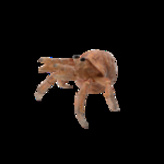 海洋生物