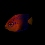 海洋生物