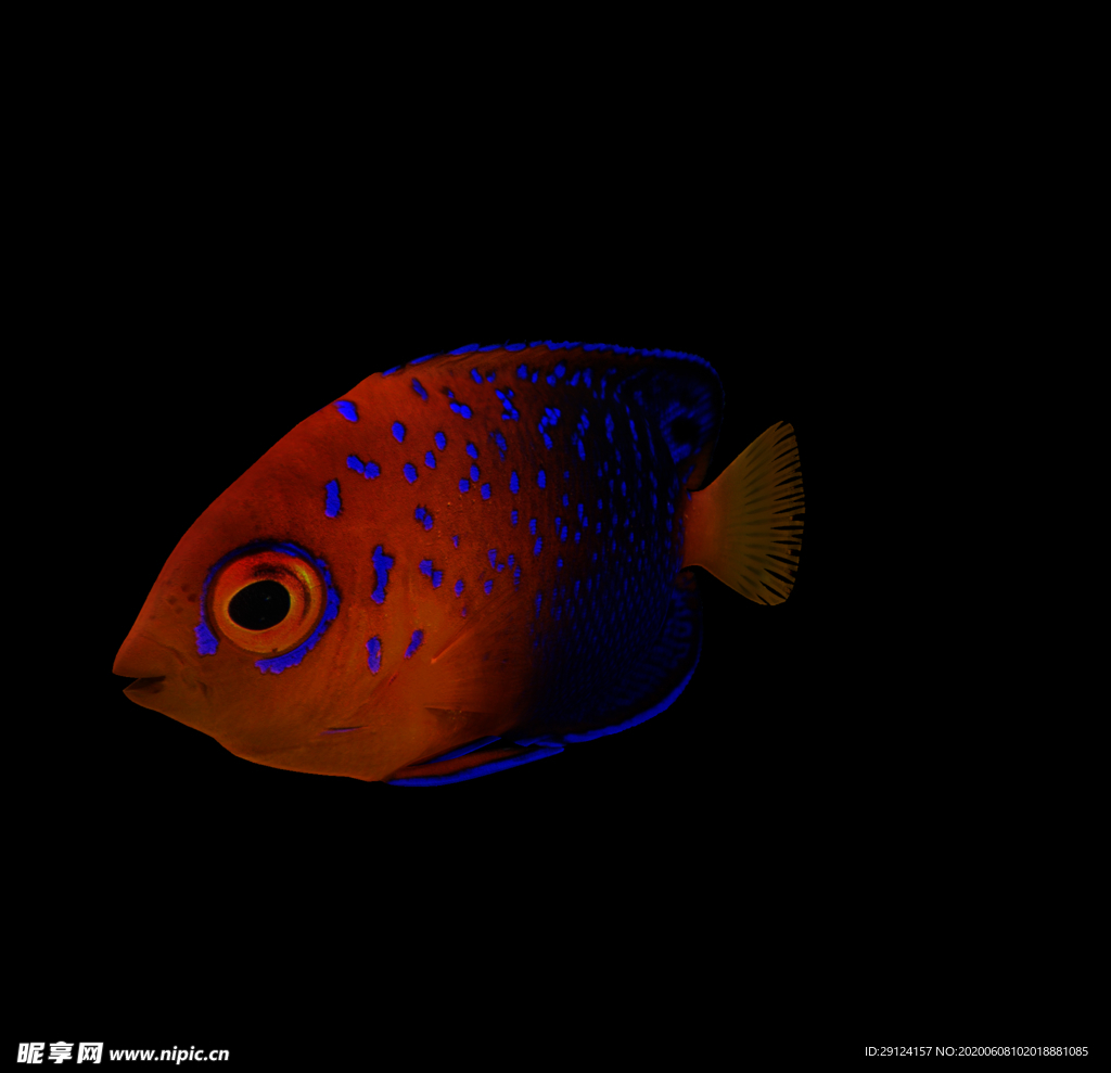 海洋生物