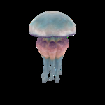 海洋生物