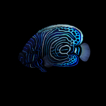 海洋生物