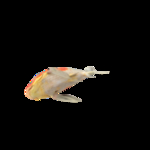 海洋生物