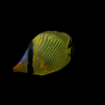 海洋生物
