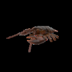 海洋生物