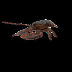 海洋生物