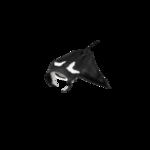 海洋生物