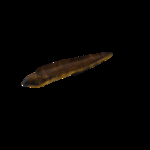 海洋生物